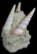 Fossil Gastropod (Haustator) Cluster - Damery, France #56389-1